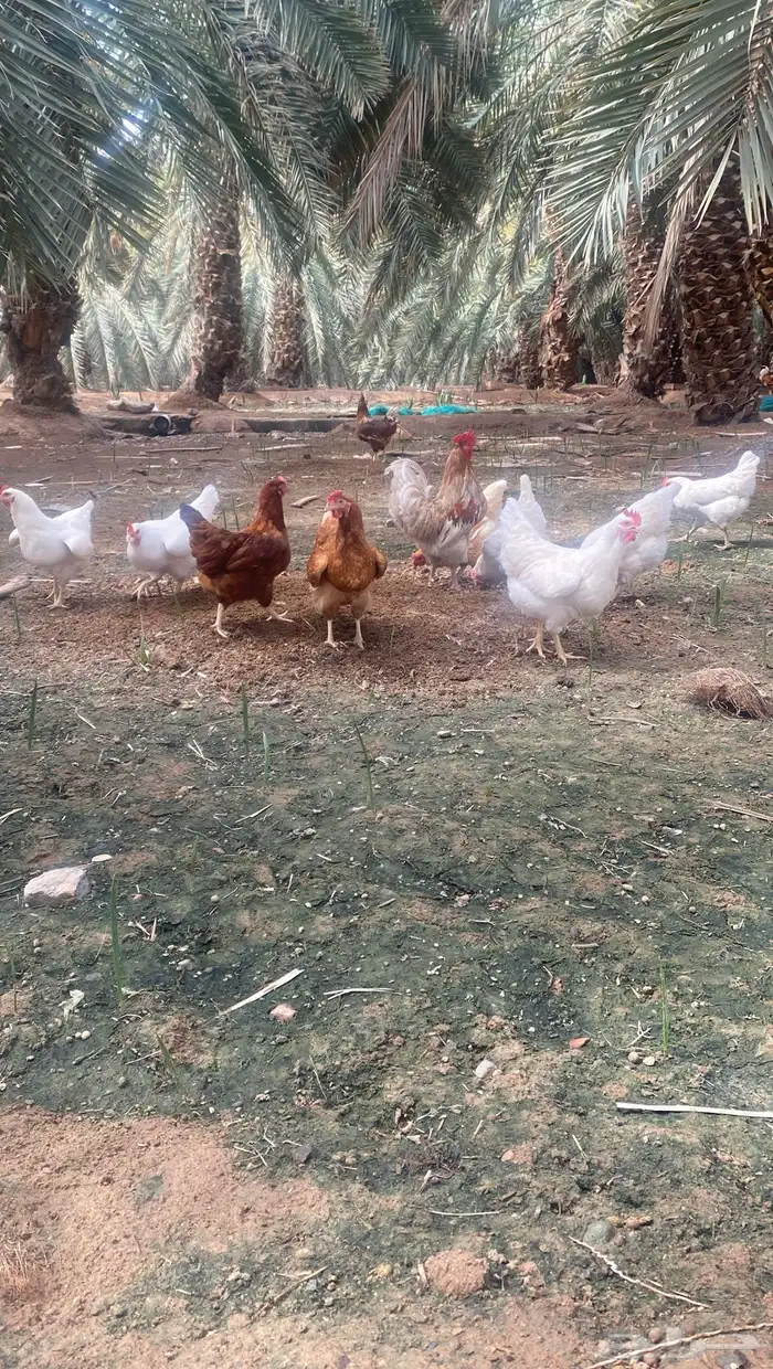 صوص لوهمان الامهات بيور والاباء مهجنه لوهمان مع بلدي واسود 2