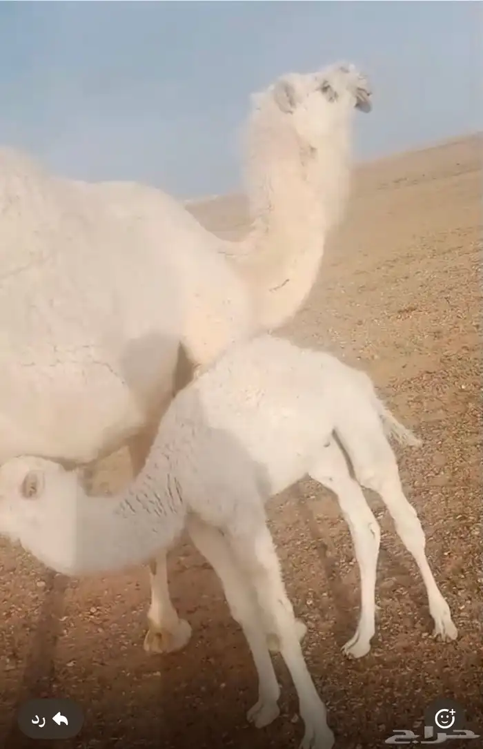 خلفه مع قعودها 0