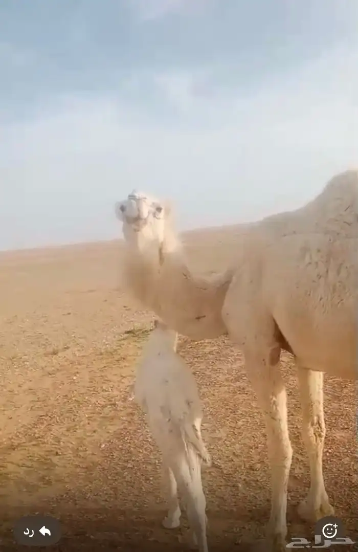خلفه مع قعودها 3
