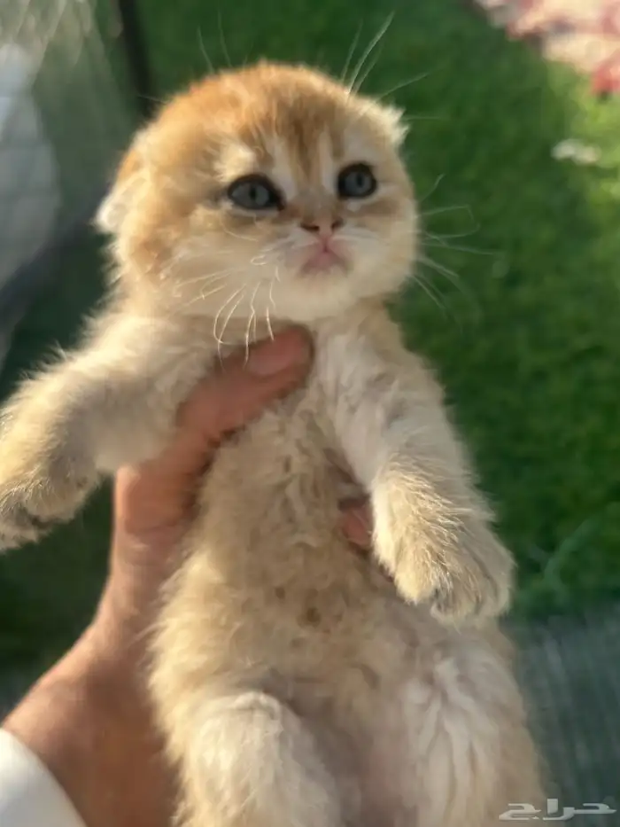 للبيع سكوتش بيور سلاله نقيةVIP 1