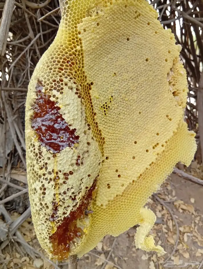 عسل حر جبلي 0