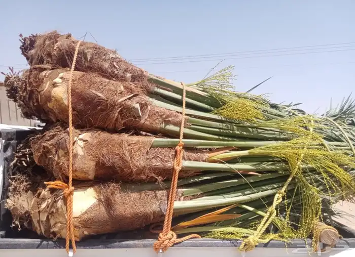 نخيل مثمر للبيع طالع ع نجران 1