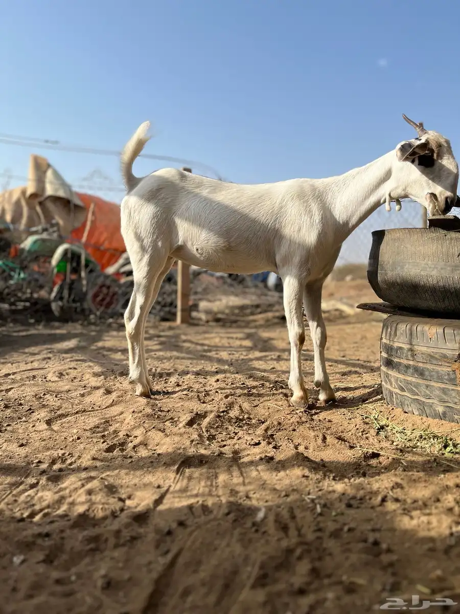 جفره بيشي صنف 0