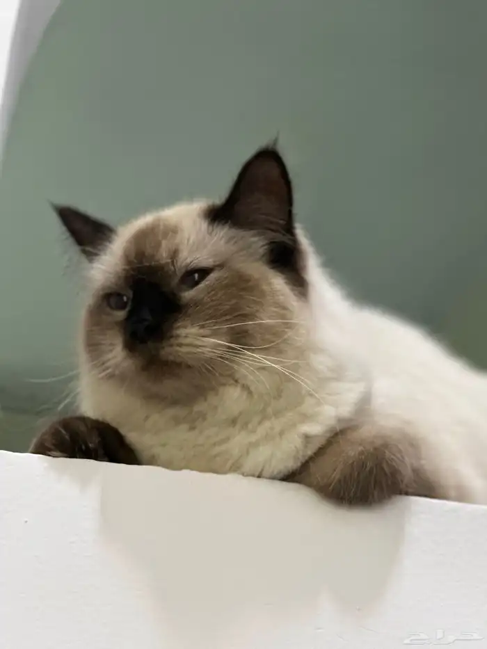 قطط 0