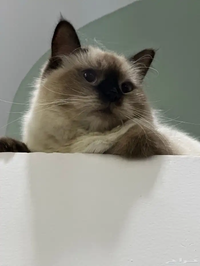 قطط 1