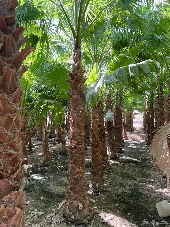 نخل واشنطن زينة امريكي   نخل عربي مثمر 6