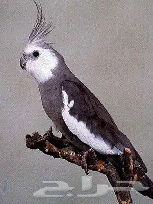 فروخ كروان ممتازة 0