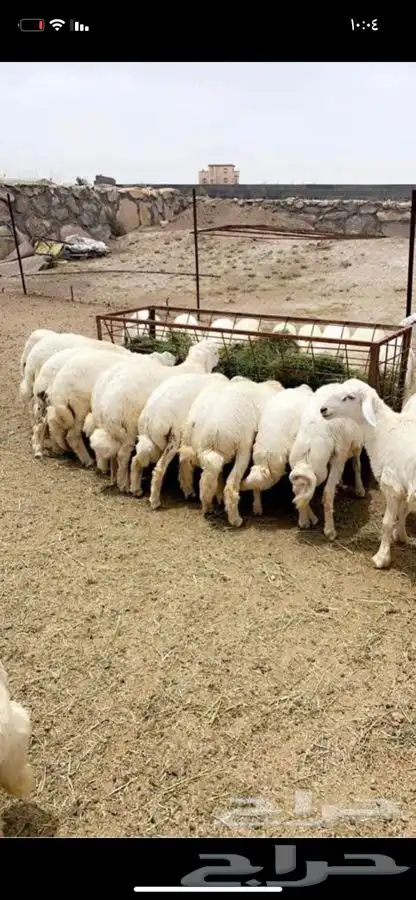 ذبايح مع خدمة الذبح والتوصيل 3