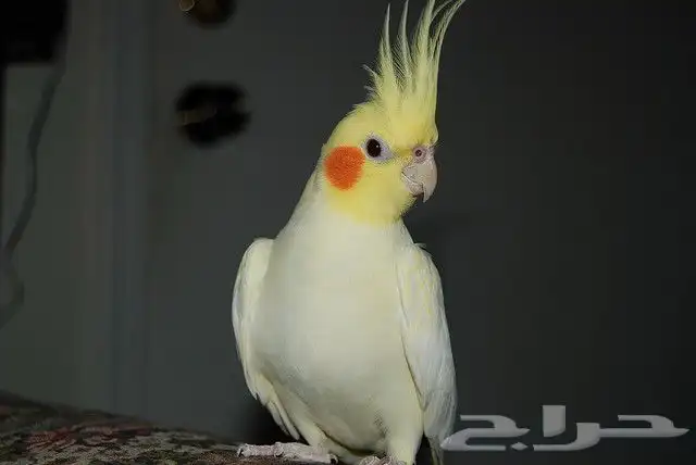 فروخ كروان ممتازة 3