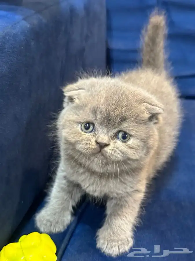 كيتن سكوتش 4
