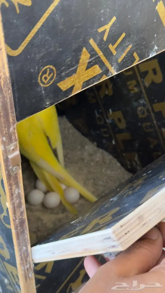 جوز دره لاتينو 1