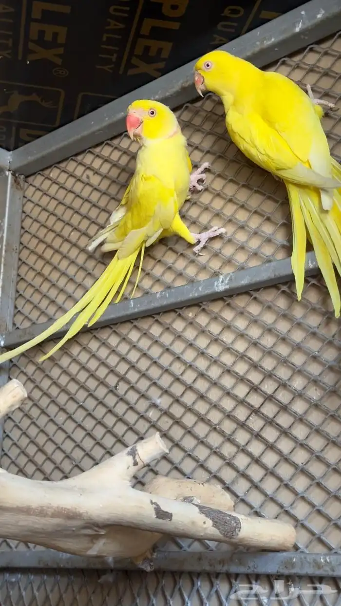 جوز دره لاتينو 0