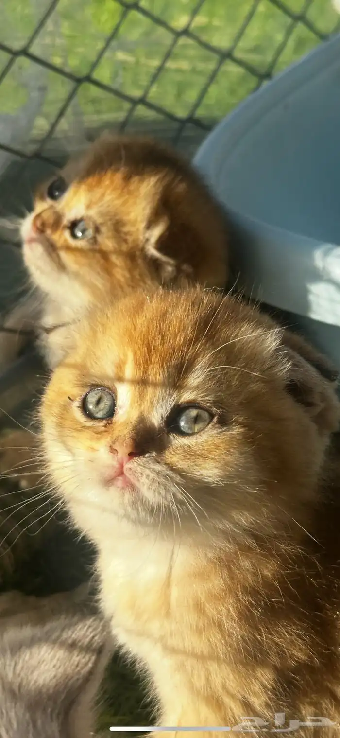 للبيع سكوتش بيور سلاله نقيةVIP 0