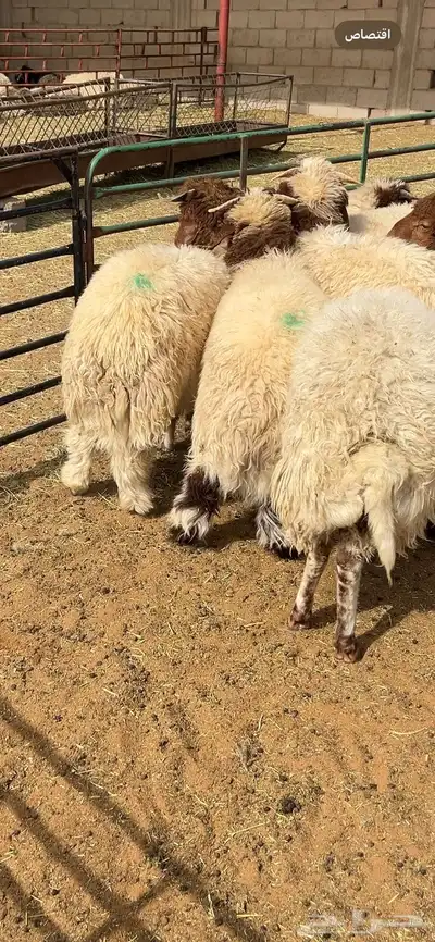 خرفان نعيم 5