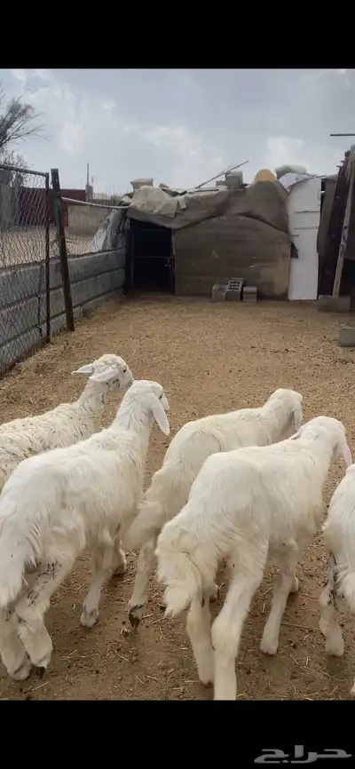 تم البيع 3