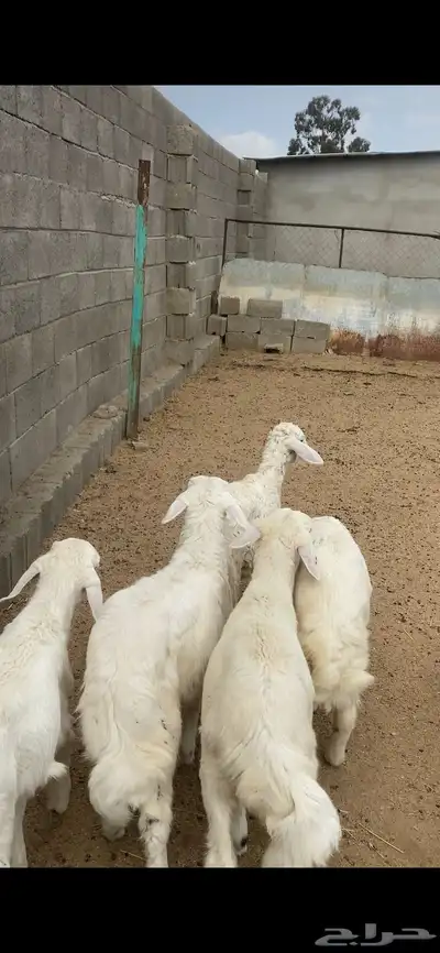 تم البيع 5