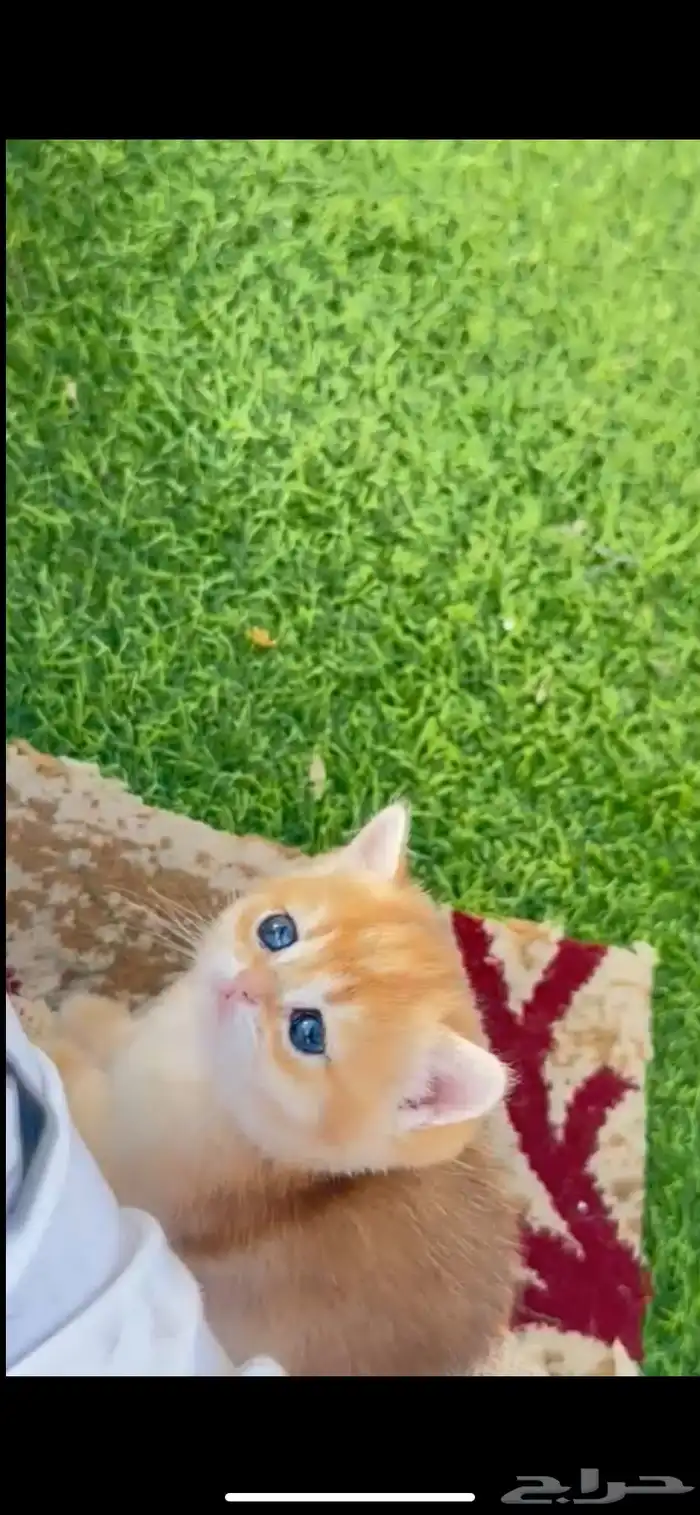 للبيع سكوتش بيور سلاله نقيةVIP 4