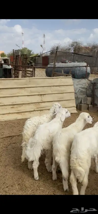 تم البيع 1