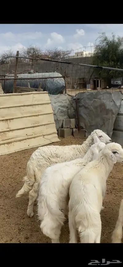 تم البيع 0