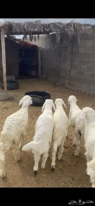 تم البيع 4