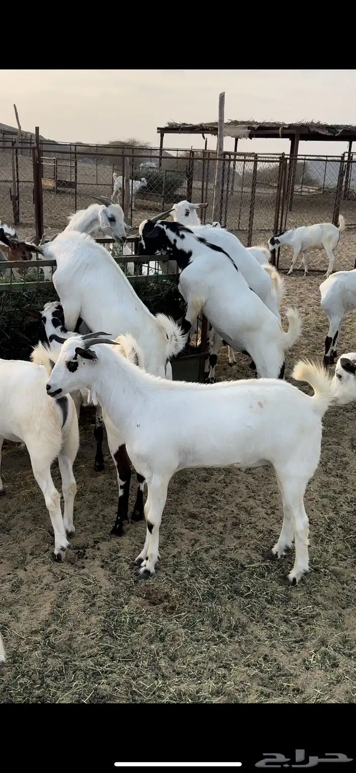 ذبايح مناسبات 1