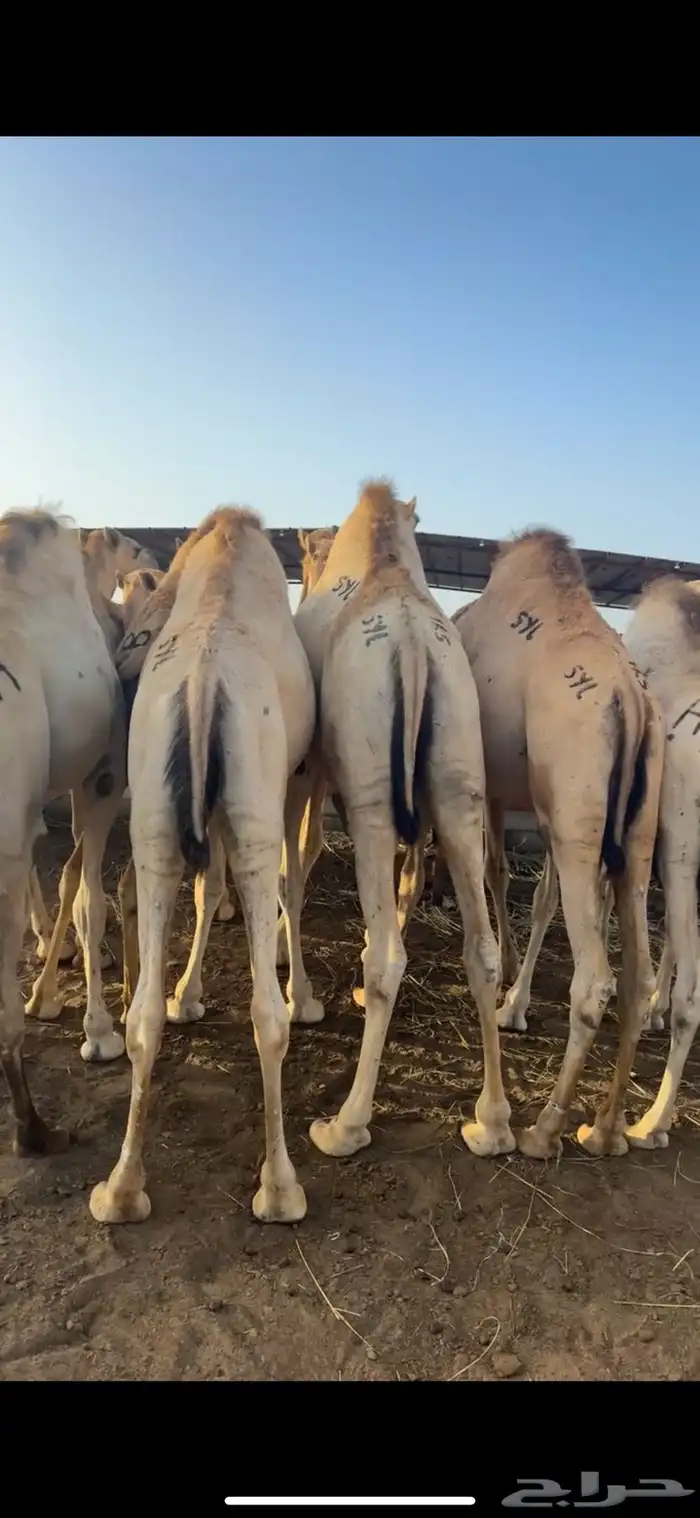 قعدان مفاريد كفو للبيع 2