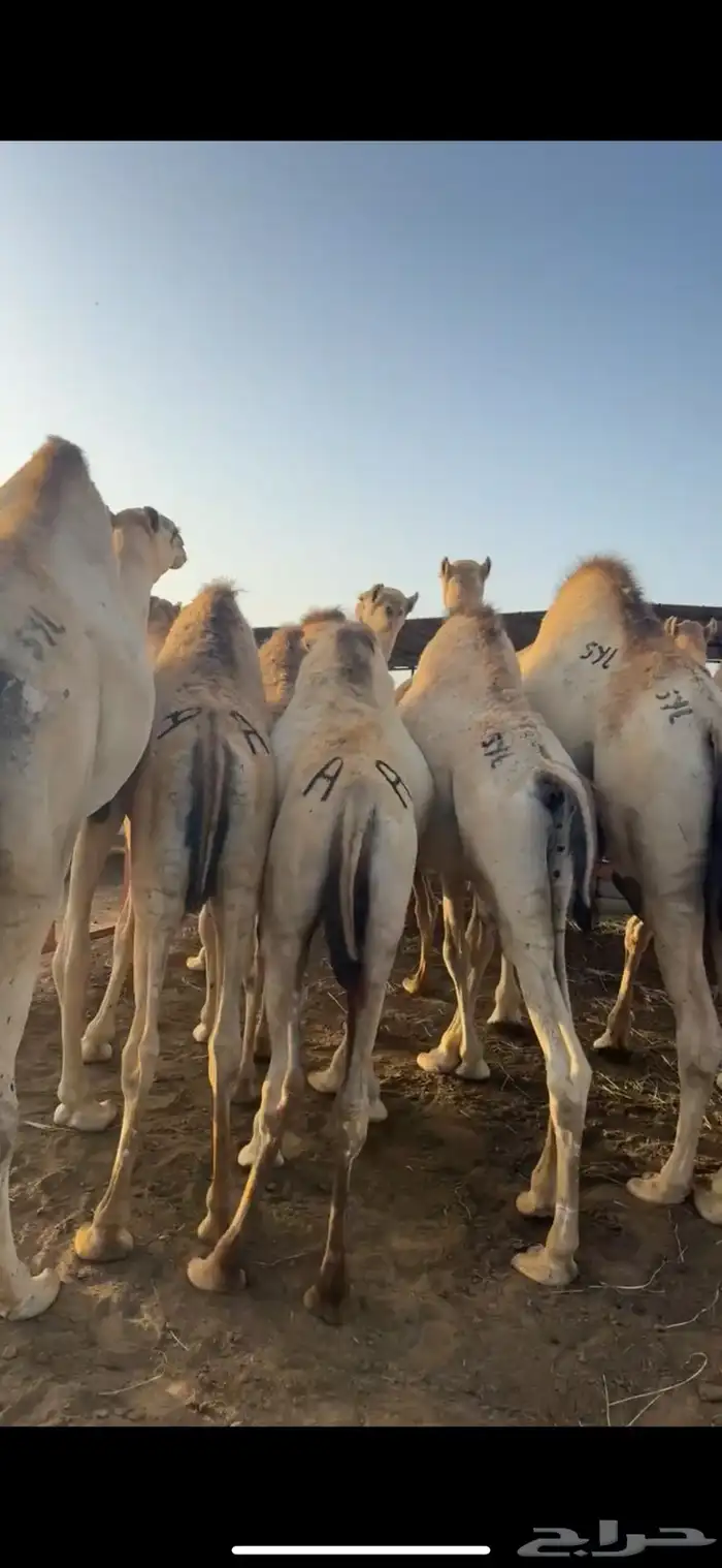 قعدان مفاريد كفو للبيع 0
