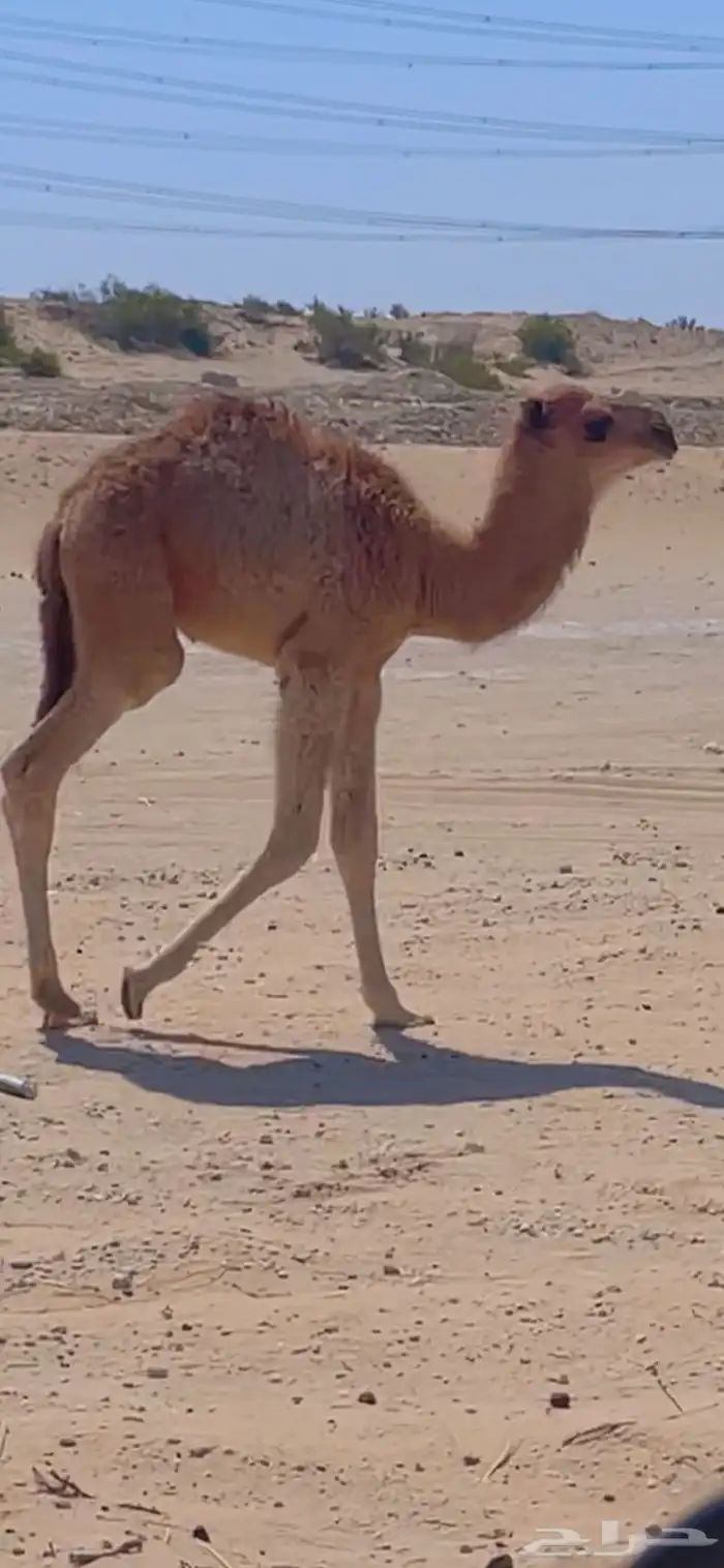 خلفه طيبه للبيع 3