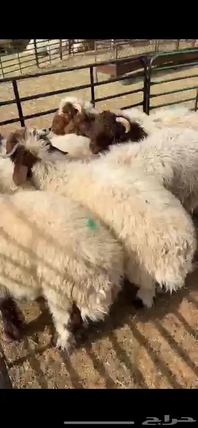 خرفان نعيم 2
