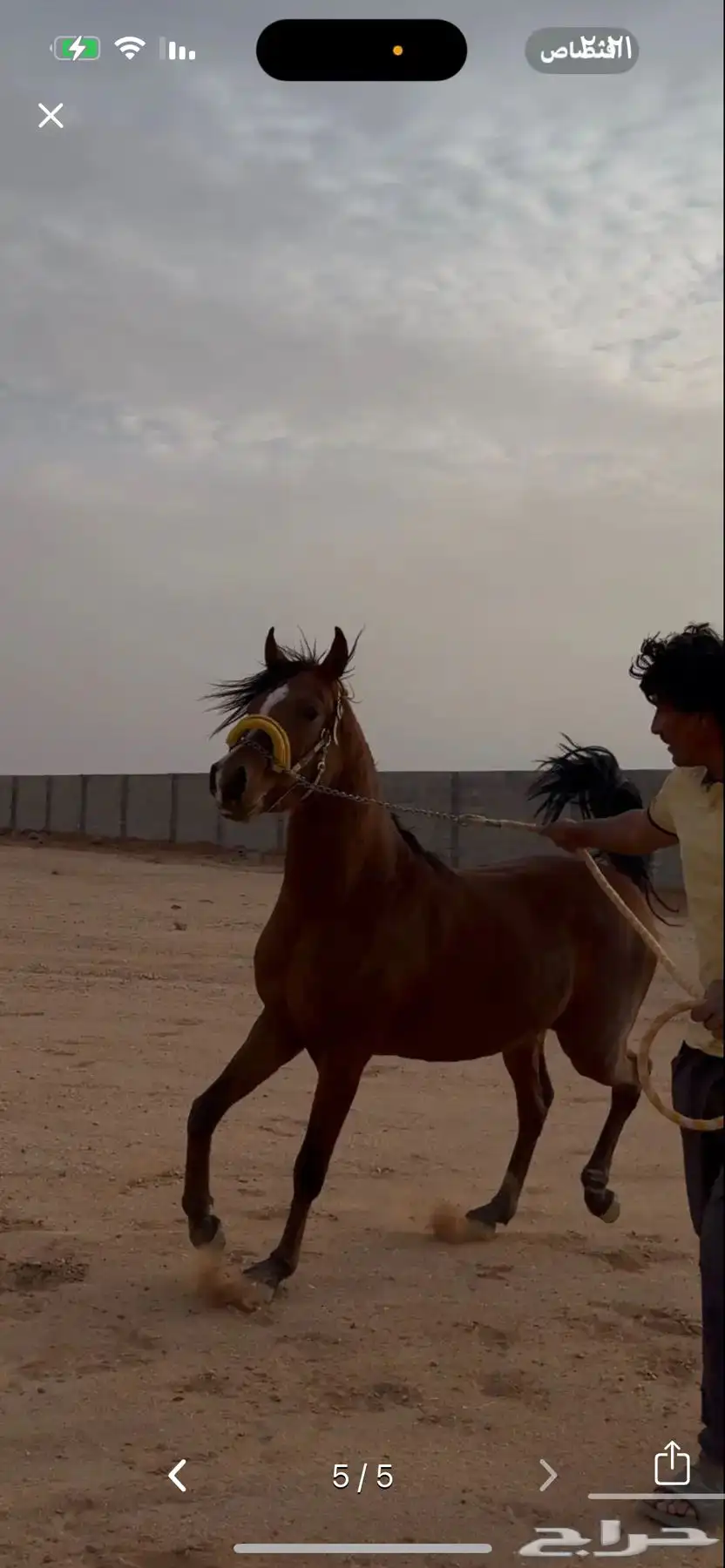 حصان شعبي كفو 1