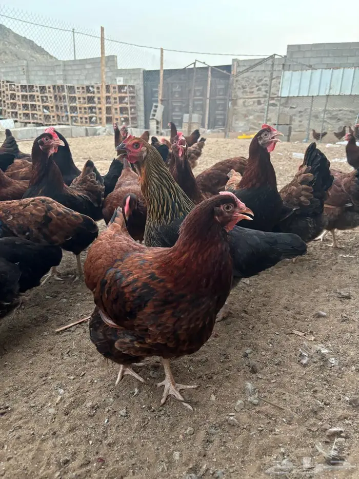 للبيع دجاج فرنسي لون دم الغزال 0