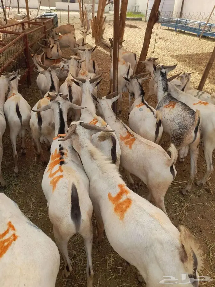 تيوس صومالى وقعدان 2