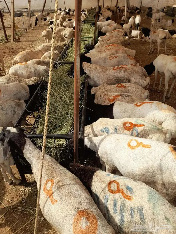 تيوس صومالى وقعدان 6