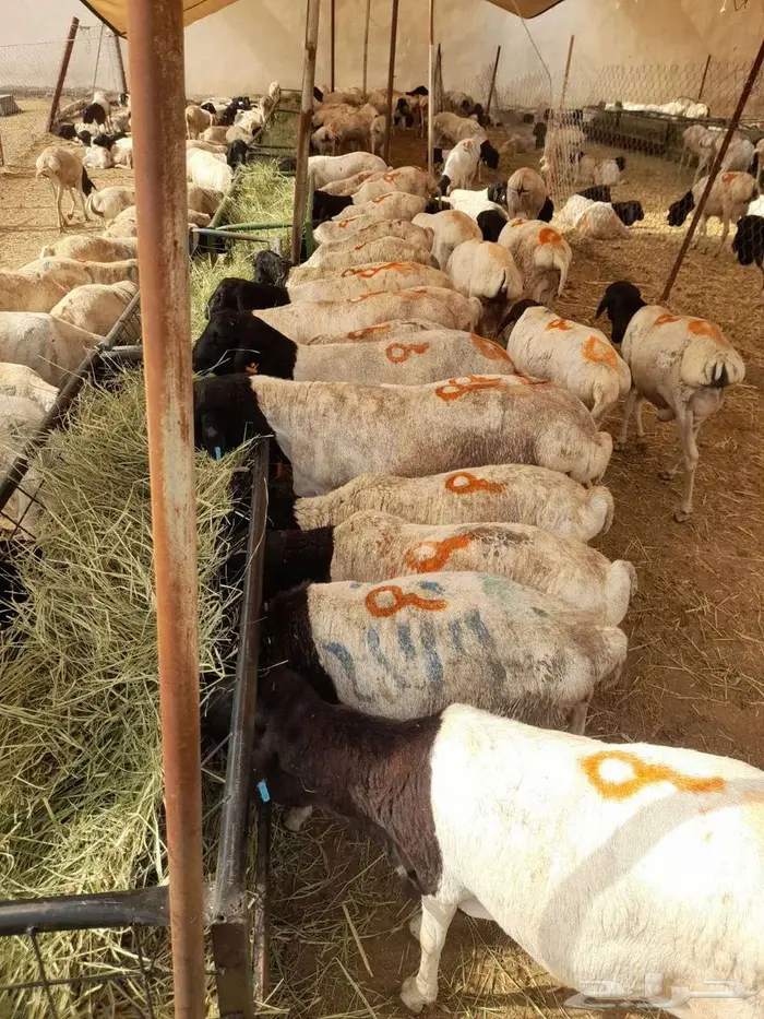 تيوس صومالى وقعدان 3