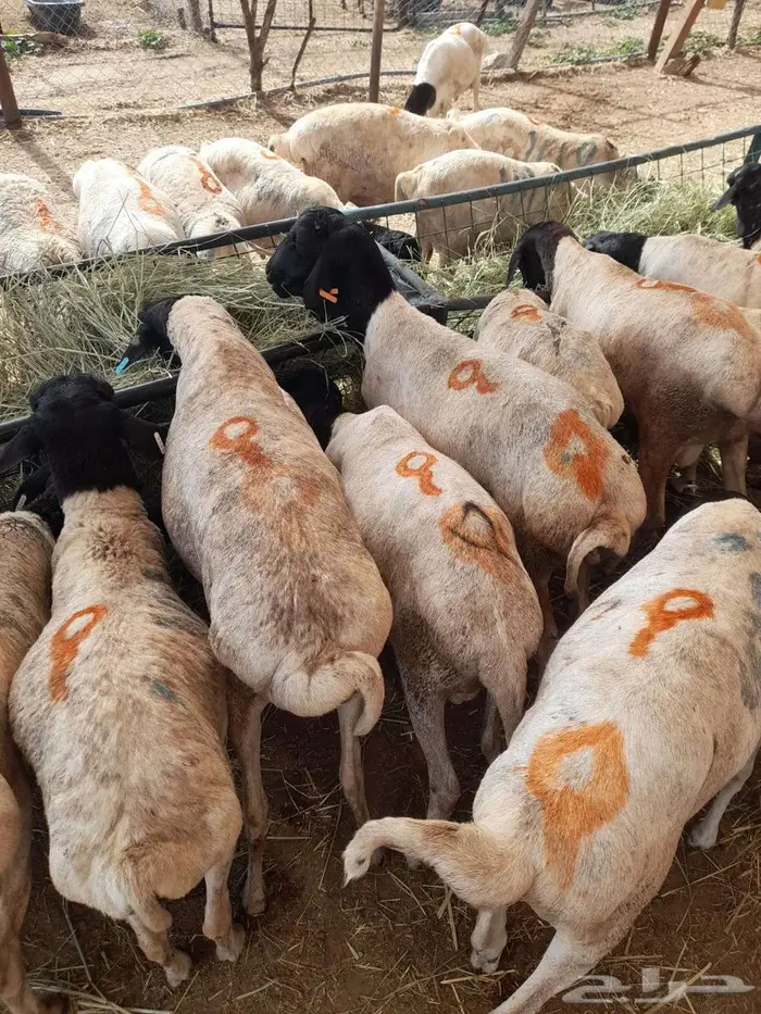 تيوس صومالى وقعدان 5