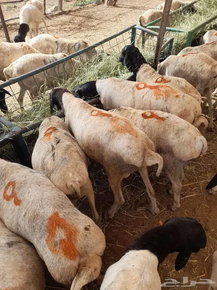 تيوس صومالى وقعدان 4