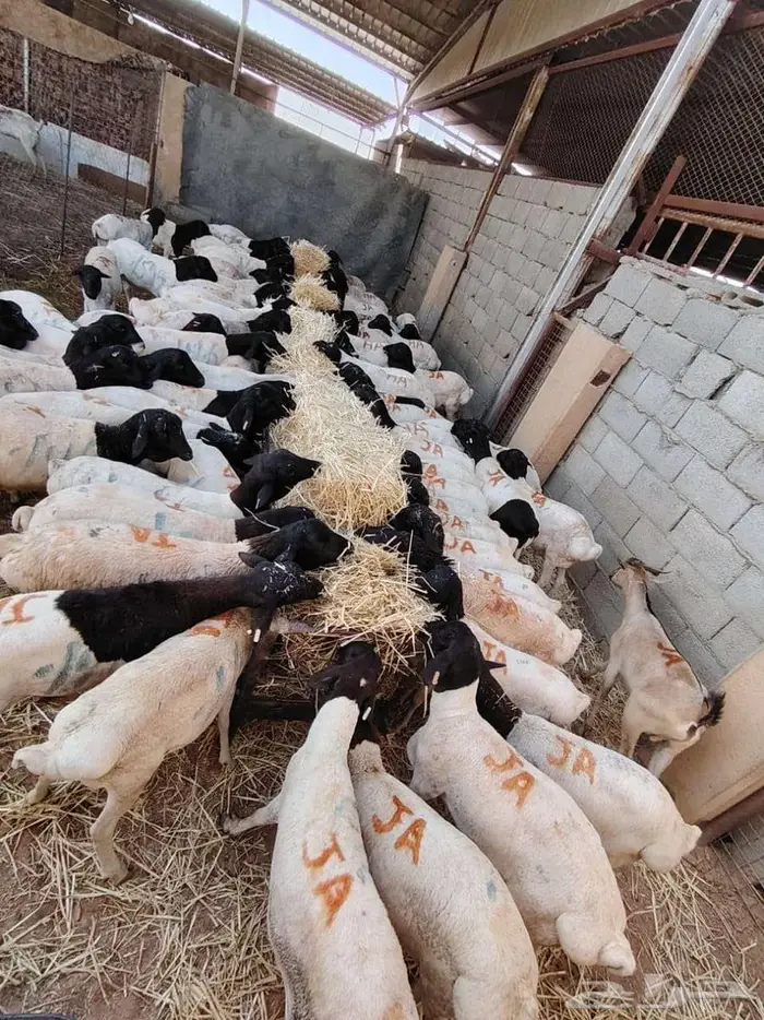 تيوس صومالى وقعدان 0