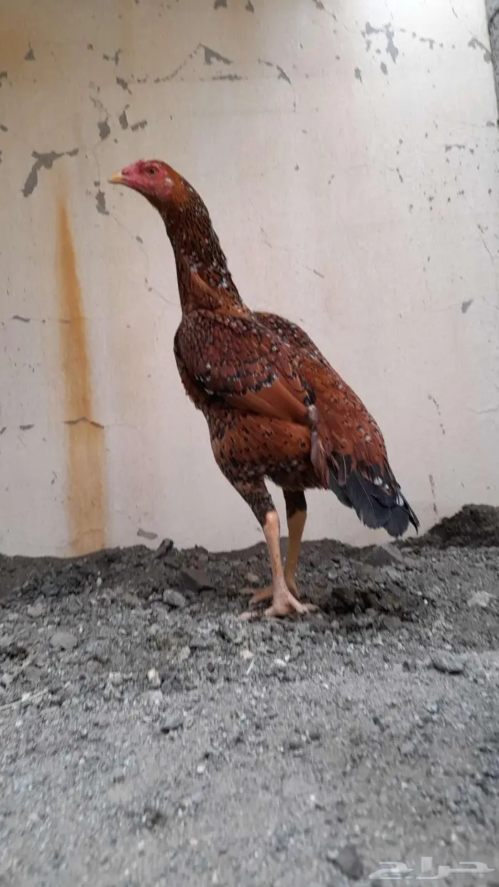 فواخر الدجاج السندي و شانجرا البيور من إنتاج العم غبشان 4