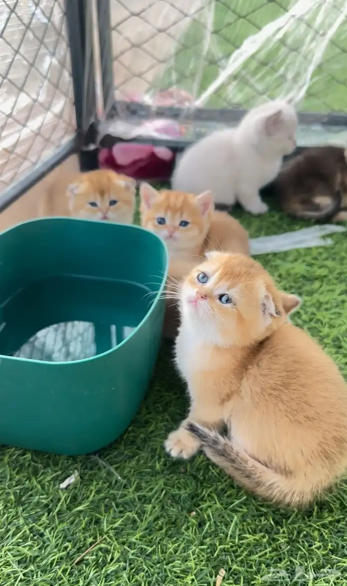 للبيع سكوتش بيور سلاله نقيةVIP 3