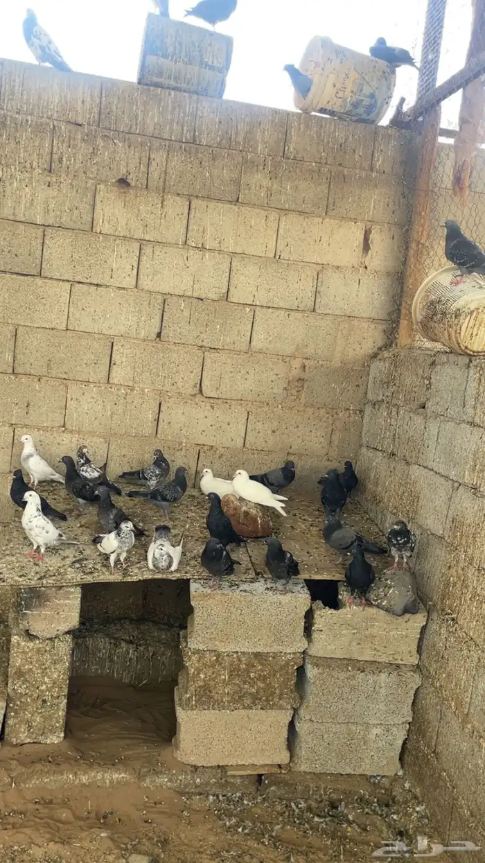 حمام مشكل 1