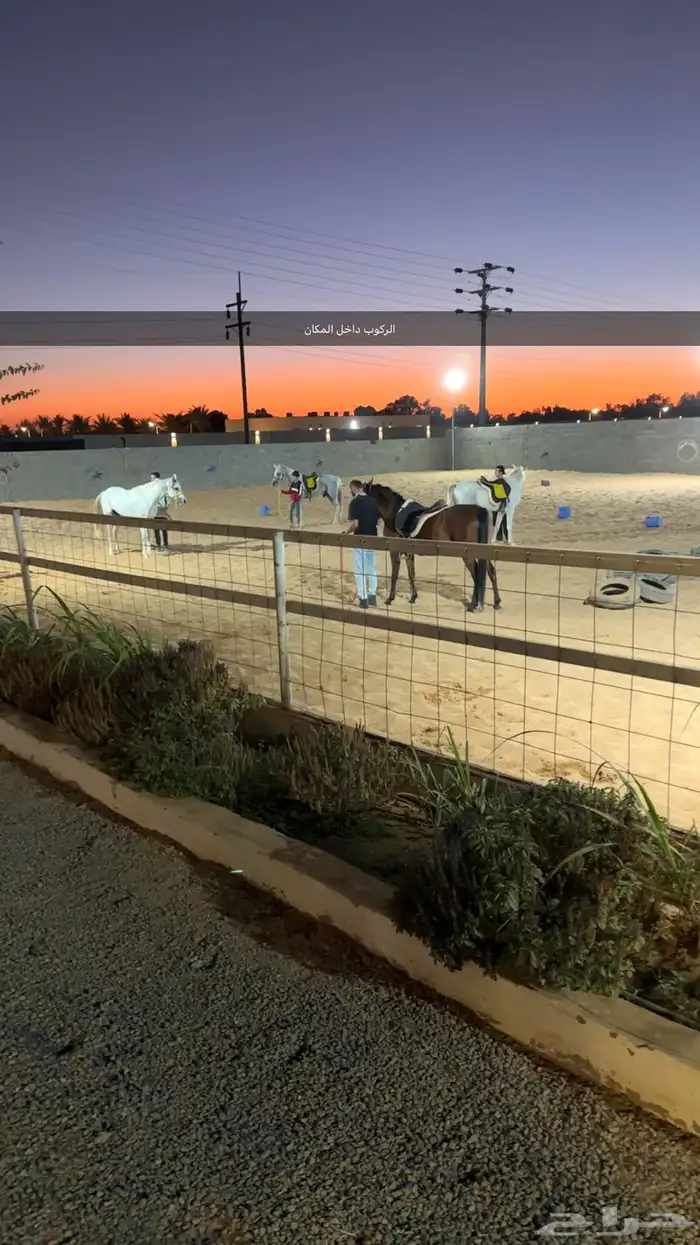 تاجير خيل وركوب حر 1
