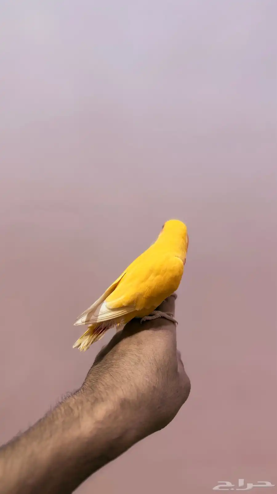 روز لاتينو 0