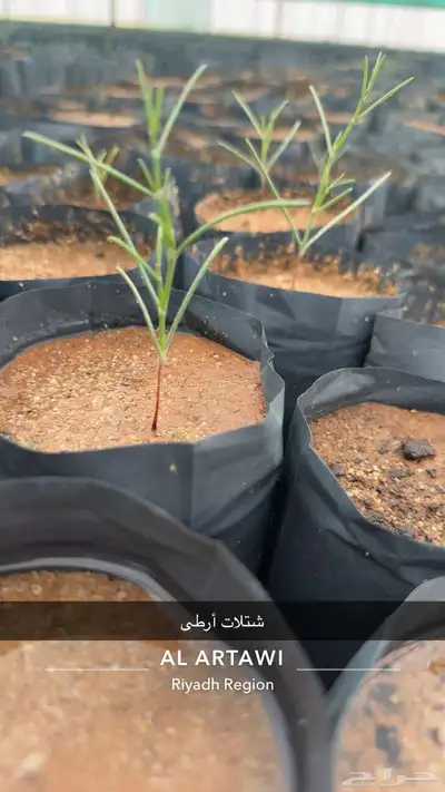شتلات كميات بريه وزينه 0