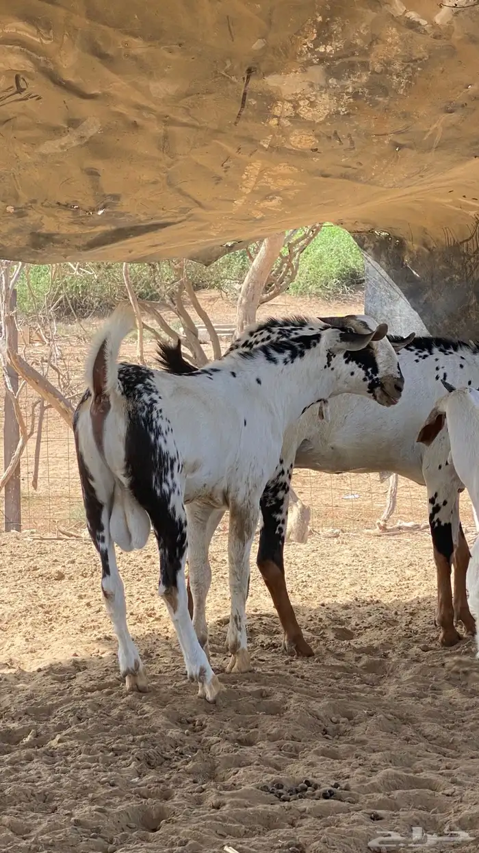 مشروع مسلب 0