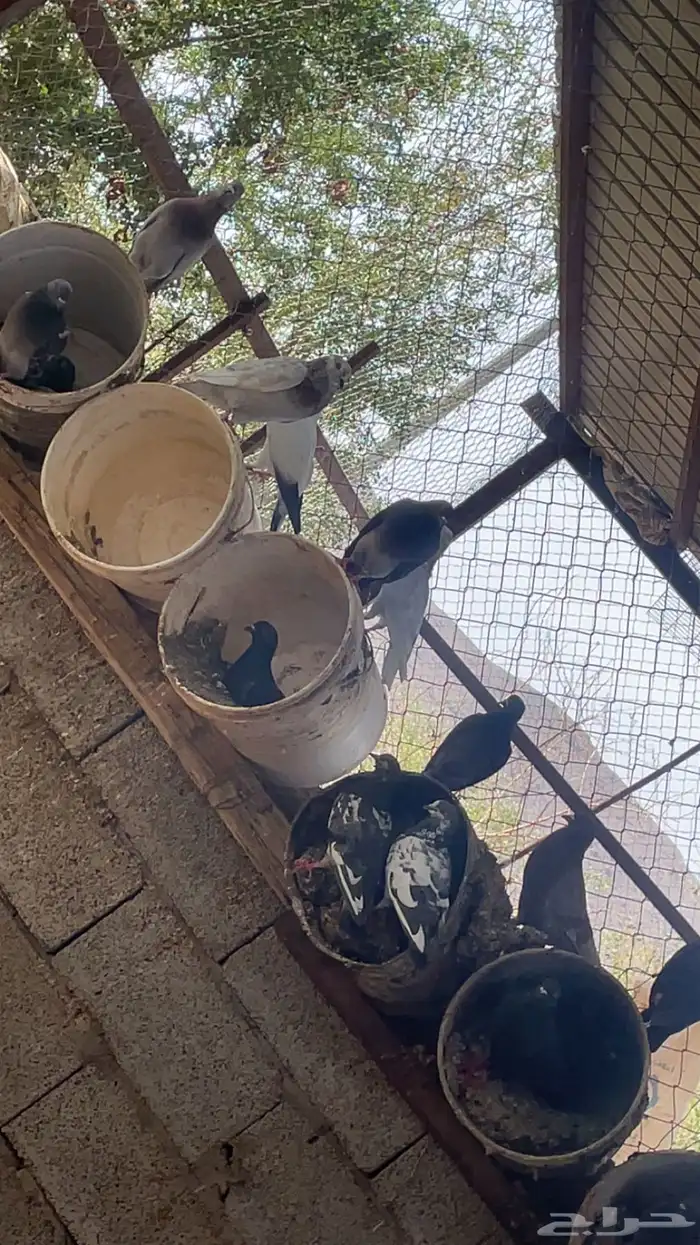 حمام مشكل 2