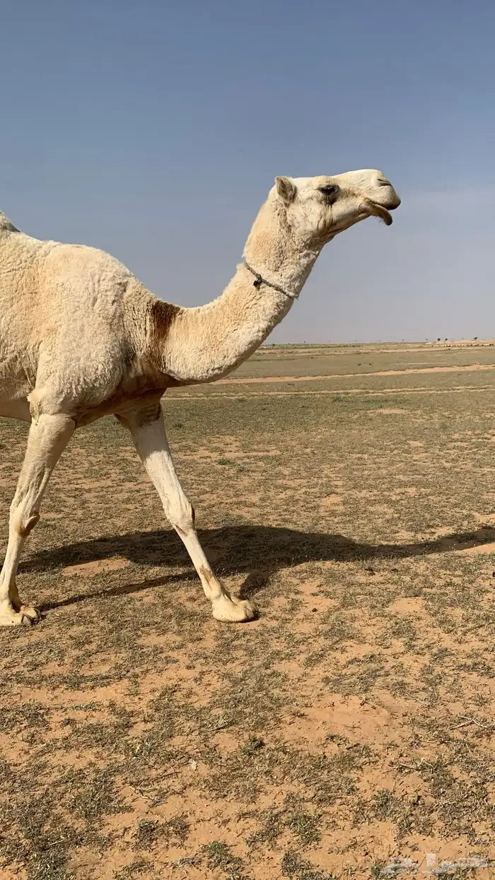 للبيع الصروبه الطيبه شرط سليمه 1