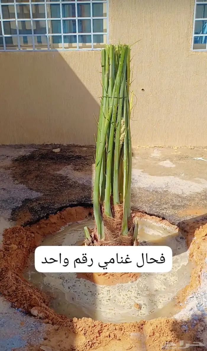 نخيل فاخر للبيع 0
