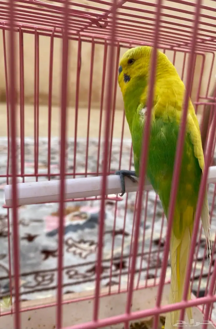 طير بادجي ذكر للبيع 2