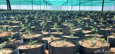 شتلات كميات بريه وزينه 1