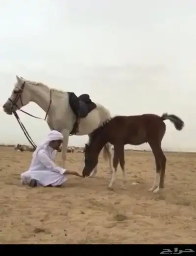 تأجير ركوب خيل بالساعة 0